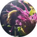 Bee Balm Essential Oil